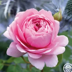 Princess Alexandra of Kent