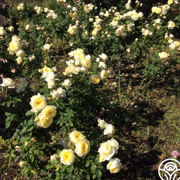 Princess Buttercup®