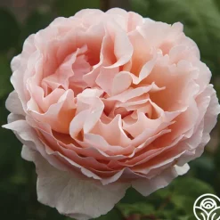 Princesse Charlene de Monaco®