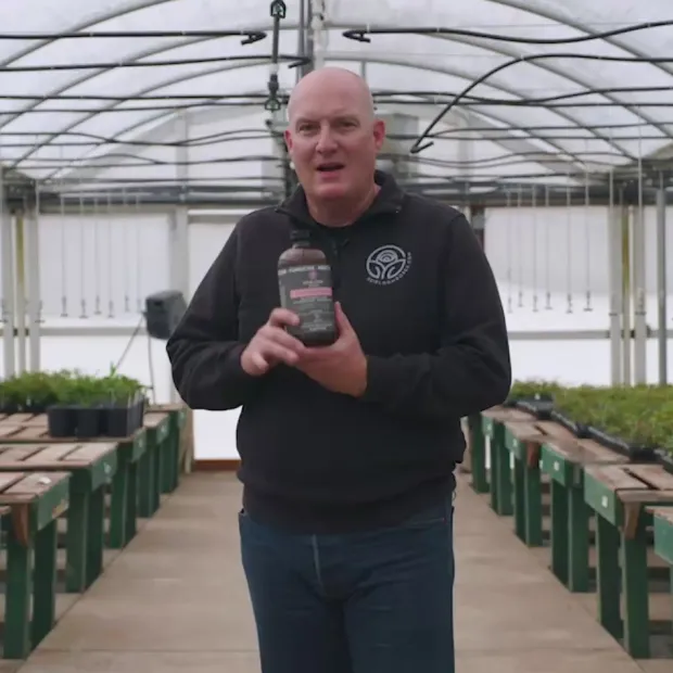 Pure Protect by Heirloom Roses