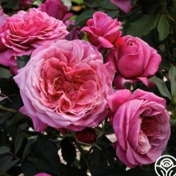 Queen of Elegance™