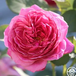 Queen of Elegance™