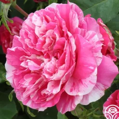 Raspberry Cream Twirl™