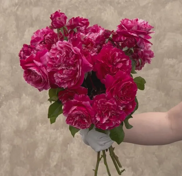 Raspberry Cream Twirl™