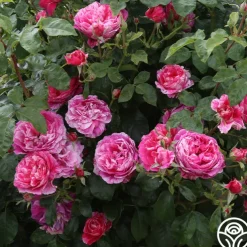 Raspberry Cream Twirl™