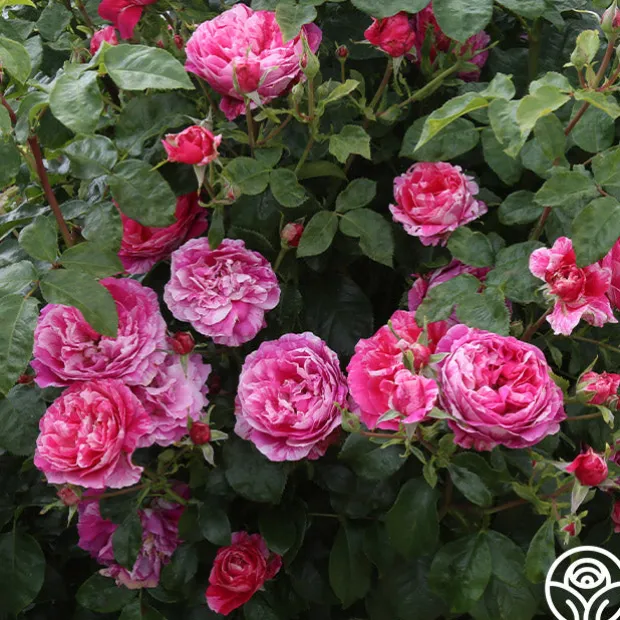 Raspberry Cream Twirl™