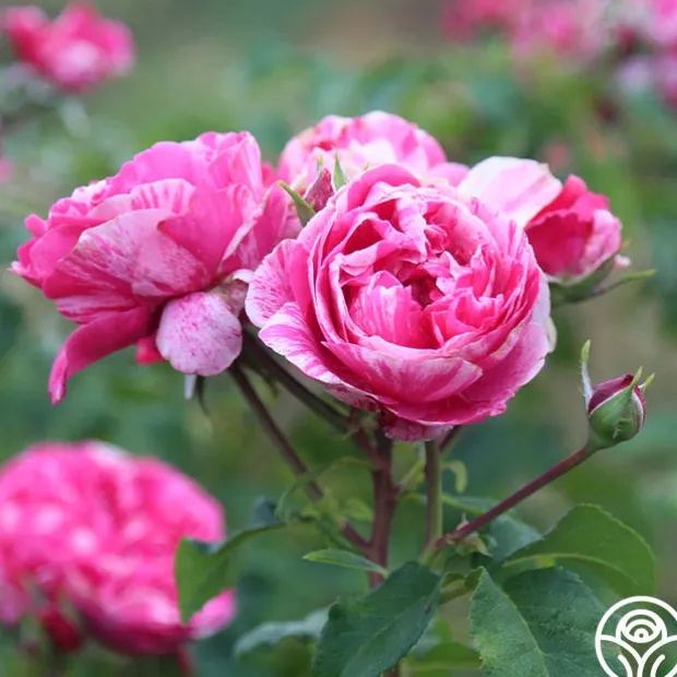 Raspberry Cream Twirl™