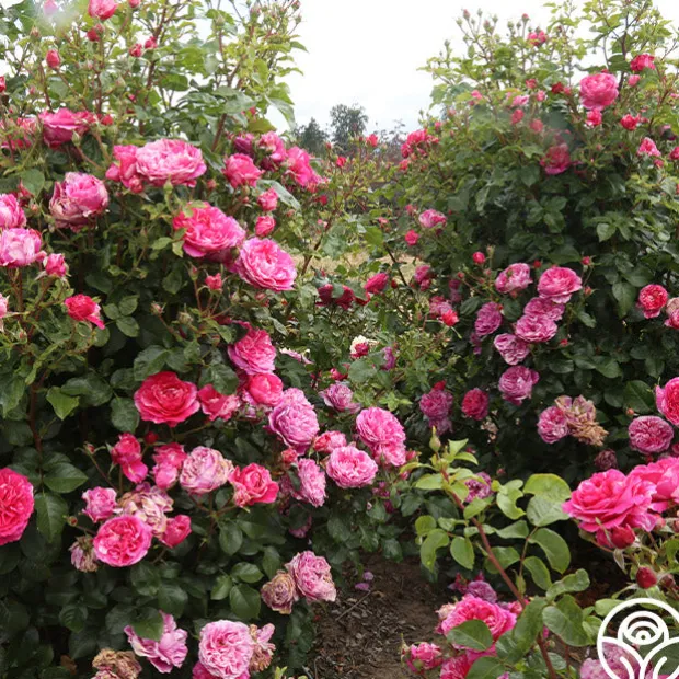 Raspberry Cream Twirl™