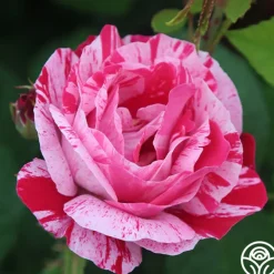 Raspberry Cream Twirl™