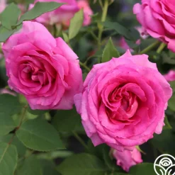 Raspberry Cupcake™