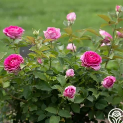 Raspberry Cupcake™