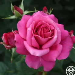 Romantic Bouquet Collection