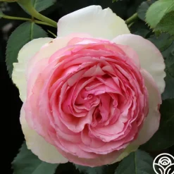 Romantic Climbers Collection