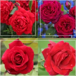 Romantic Red Bouquet Collection