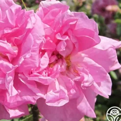 Rosa Damascena Semperflorens (Autumn Damask)