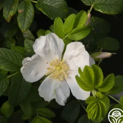 Rosa Rugosa Alba