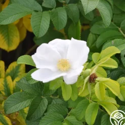 Rosa Rugosa Alba