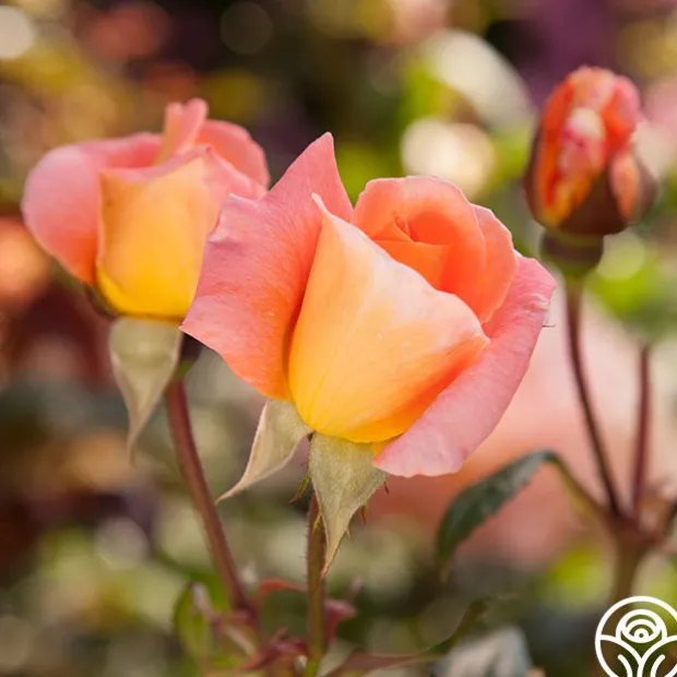 Rosemary Harkness™