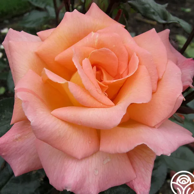 Rosemary Harkness™