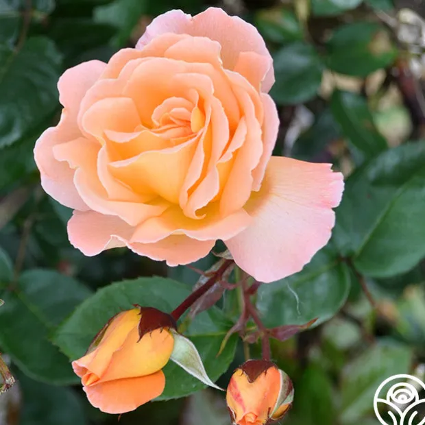 Rosemary Harkness™