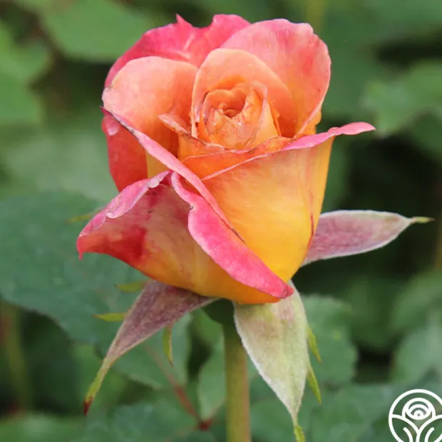 Rosie the Riveter™