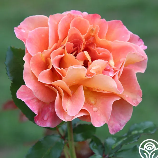 Rosie the Riveter™