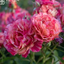 Shade-Tolerant Collection