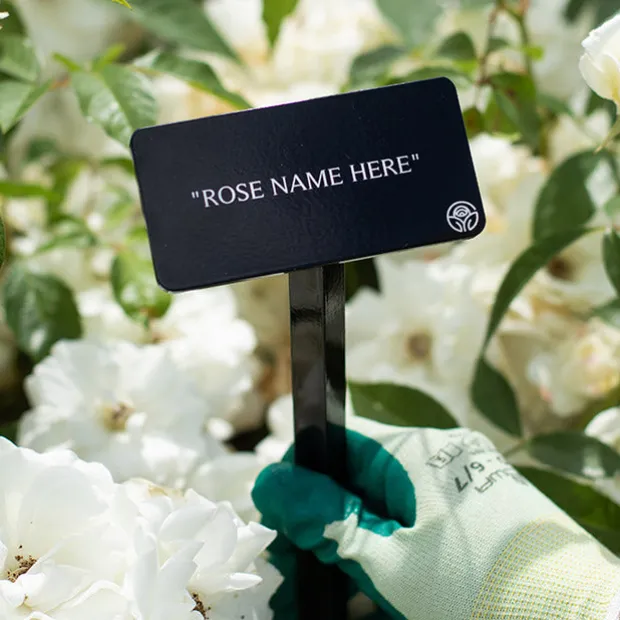 Sheila's Perfume Stake