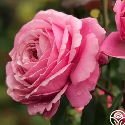 Sister Emmanuelle™