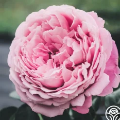 Sister Emmanuelle™