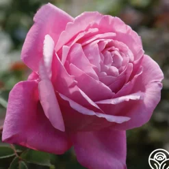 Sister Emmanuelle™