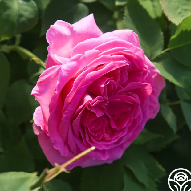 Souvenir du Président Lincoln