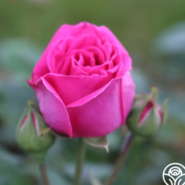 Souvenir du Président Lincoln