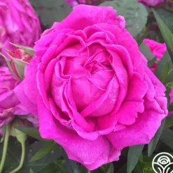 Souvenir du Président Lincoln