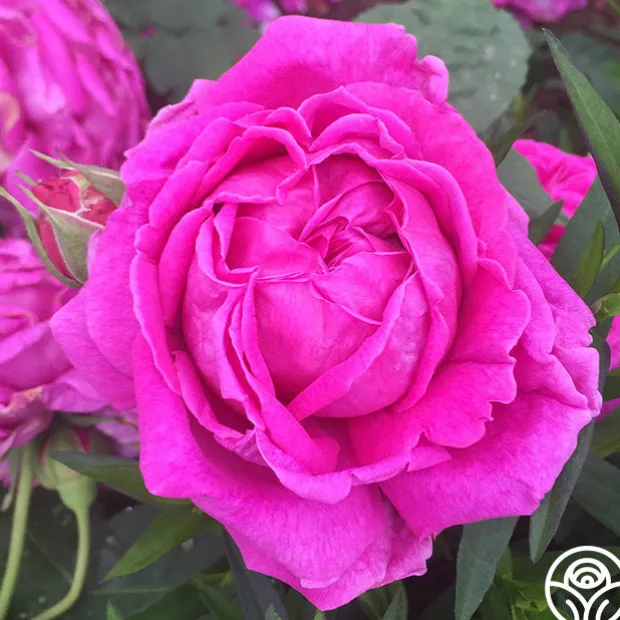 Souvenir du Président Lincoln