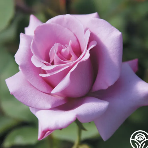 Spring Color Bouquet Collection