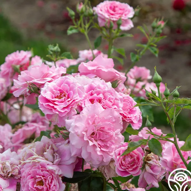 St. Elisabeth of Hungary