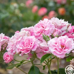 St. Elisabeth of Hungary