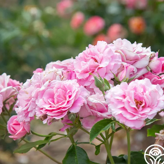 St. Elisabeth of Hungary