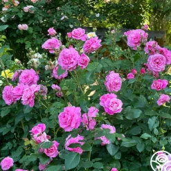 St. Elisabeth of Hungary