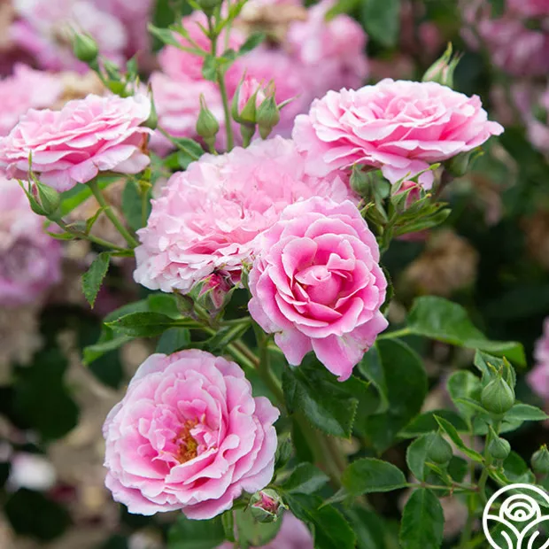 St. Elisabeth of Hungary