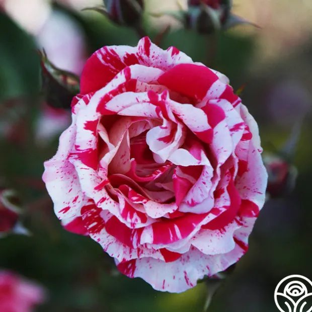 Stars 'n' Stripes Forever™