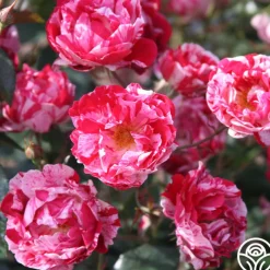 Stars 'n' Stripes Forever™