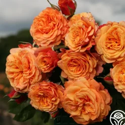 Sunbelt® Crazy Love™