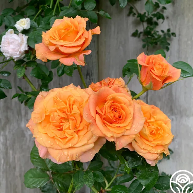 Sunbelt® Crazy Love™