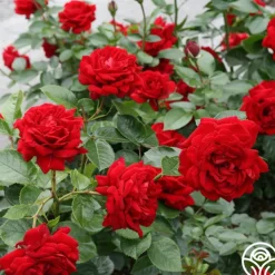 Sunbelt® Desmond Tutu