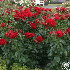 Sunbelt® Desmond Tutu