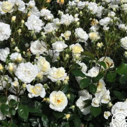 Sunbelt® Polar Express