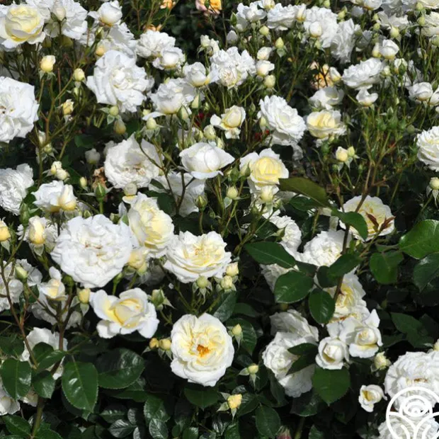 Sunbelt® Polar Express