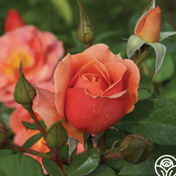 Sunbelt® Sierra Lady™